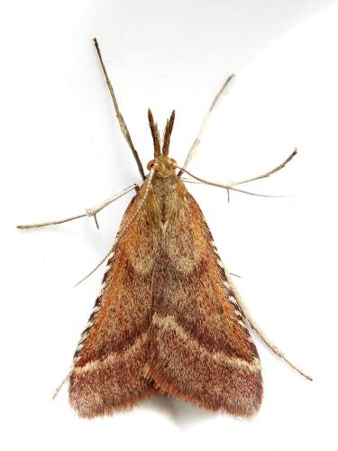 Réf. 346 641 : Synaphe punctalis
